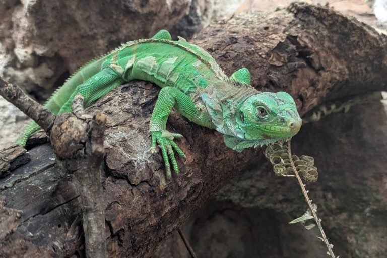Amaru Bioparque Zoo in Cuenca: A Complete Visitor Guide